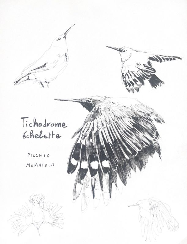  - Chiara Bonotto - illustrateurs/rices